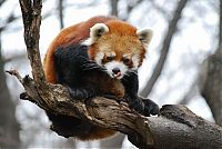 Fauna & Flora: Red Panda, Ailurus fulgens