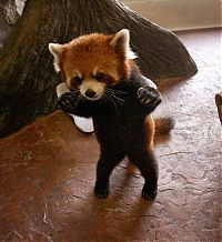 TopRq.com search results: Red Panda, Ailurus fulgens