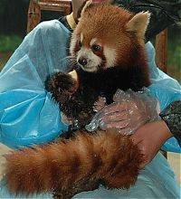 Fauna & Flora: Red Panda, Ailurus fulgens
