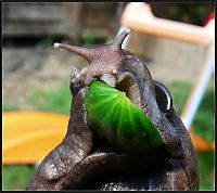 Fauna & Flora: huge snail