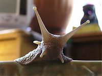 TopRq.com search results: huge snail