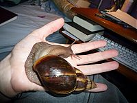 Fauna & Flora: huge snail