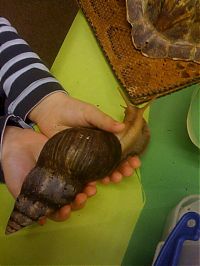 Fauna & Flora: huge snail