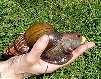 Fauna & Flora: huge snail