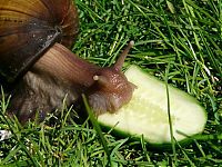 Fauna & Flora: huge snail