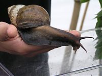 Fauna & Flora: huge snail