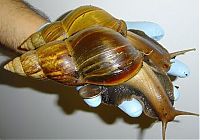 TopRq.com search results: huge snail