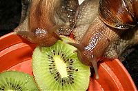 Fauna & Flora: huge snail