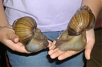 TopRq.com search results: huge snail