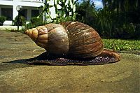 Fauna & Flora: huge snail