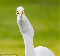 Fauna & Flora: great egret catches a gopher