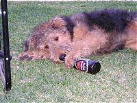 Fauna & Flora: dogs with beer