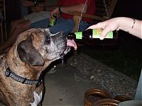 Fauna & Flora: dogs with beer