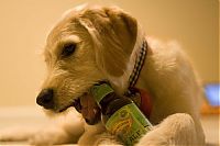 Fauna & Flora: dogs with beer