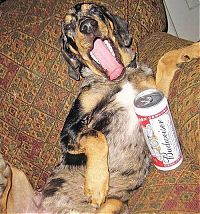 Fauna & Flora: dogs with beer