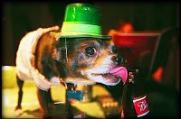 Fauna & Flora: dogs with beer