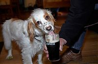 Fauna & Flora: dogs with beer