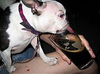 Fauna & Flora: dogs with beer