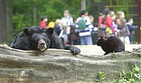 TopRq.com search results: bear and cat