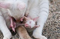 Fauna & Flora: mother and baby white kangaroo