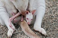 Fauna & Flora: mother and baby white kangaroo