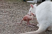 Fauna & Flora: mother and baby white kangaroo