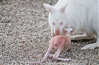 Fauna & Flora: mother and baby white kangaroo