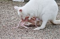 Fauna & Flora: mother and baby white kangaroo