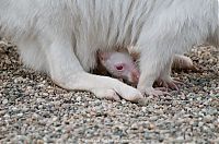 Fauna & Flora: mother and baby white kangaroo