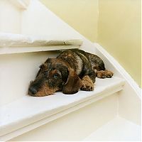 TopRq.com search results: life of a domestic dog