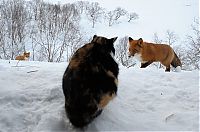Fauna & Flora: fox against a cat