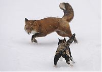 Fauna & Flora: fox against a cat