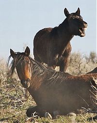 Fauna & Flora: horse