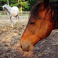 Fauna & Flora: horse