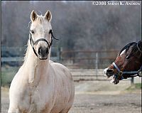 Fauna & Flora: horse