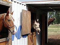 Fauna & Flora: horse