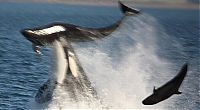TopRq.com search results: orca and dolphin