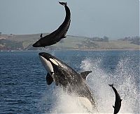 TopRq.com search results: orca and dolphin