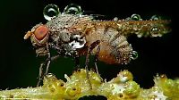 Fauna & Flora: insect macro photography in the rain