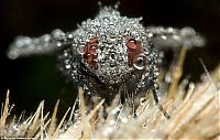 Fauna & Flora: insect macro photography in the rain