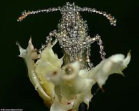 Fauna & Flora: insect macro photography in the rain