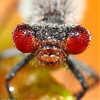 Fauna & Flora: insect macro photography in the rain