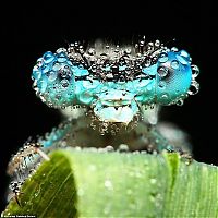 Fauna & Flora: insect macro photography in the rain