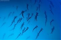 Fauna & Flora: underwater animals photography