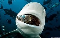 Fauna & Flora: underwater animals photography