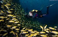 Fauna & Flora: underwater animals photography