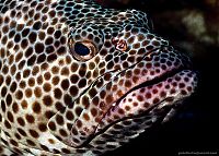 Fauna & Flora: underwater animals photography