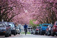 TopRq.com search results: cherry blossom festival