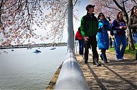 TopRq.com search results: cherry blossom festival