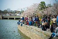 Fauna & Flora: cherry blossom festival